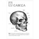 Livro Desenhando Anatomia: Cabeça e Tronco - Eduardo Schloesser